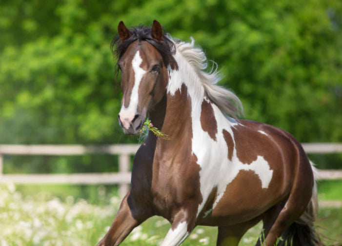 Horse blanket repair